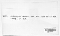 Laccaria laccata image